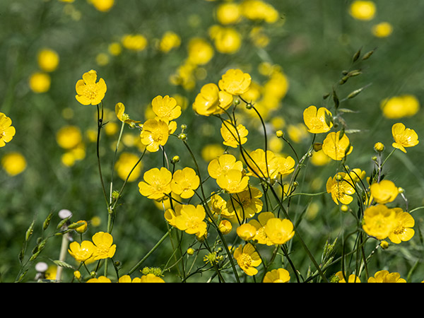 Ranunculus acris, Meadow Buttercup