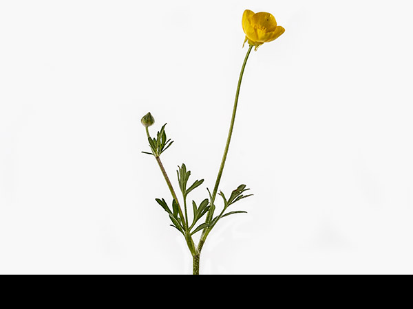Ranunculus bulbosus, Bulbous Buttercup