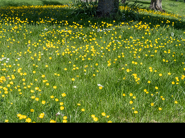 Ranunculus bulbosus, Bulbous Buttercup