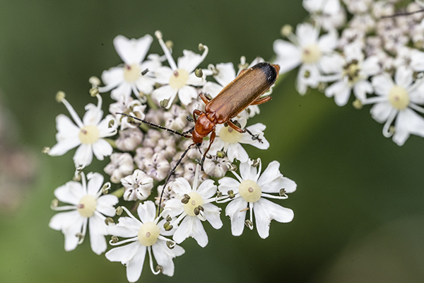 Rhagonycha fulva, Red Soldier Beetle