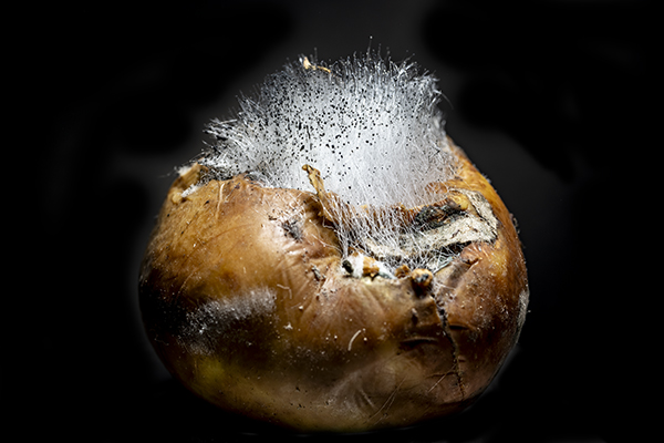 Rhizopus stolonifer, Soft Rot