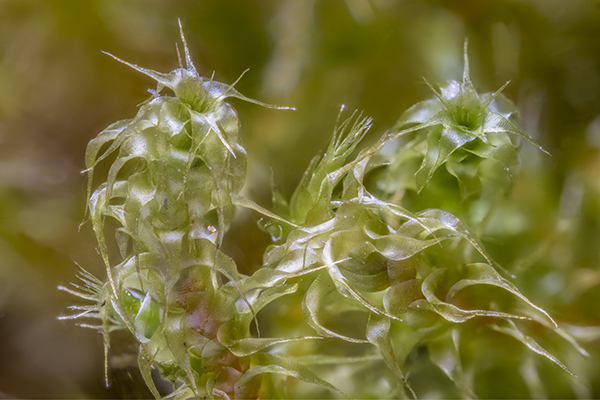 Rhytidiadelphus squarrosus, Springy Turf-moss