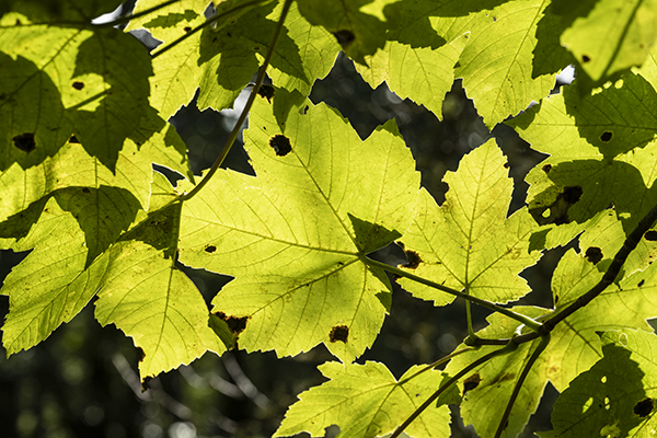 Rhytisma acerinum, Tar Spot