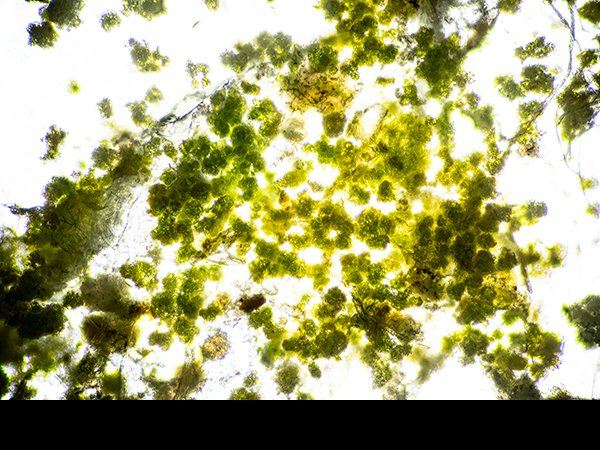 Alga on lime mortar