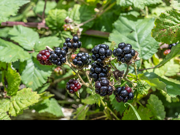 Rubus agg., Blackberry