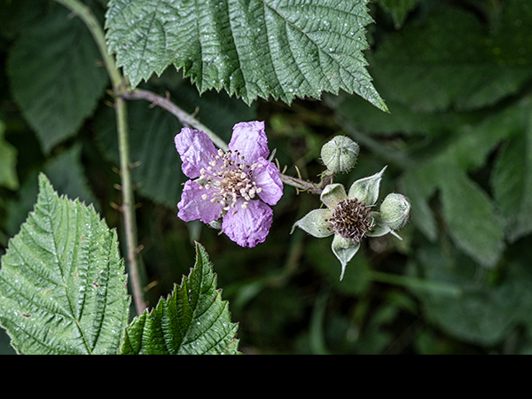 Rubus agg., Blackberry