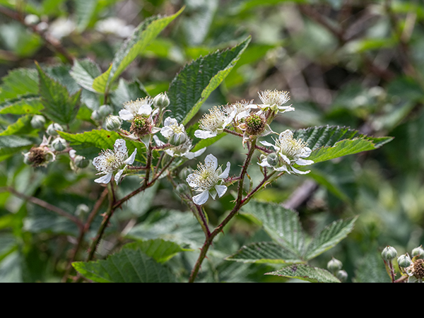 Rubus agg., Blackberry