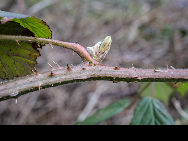 Rubus agg., Blackberry
