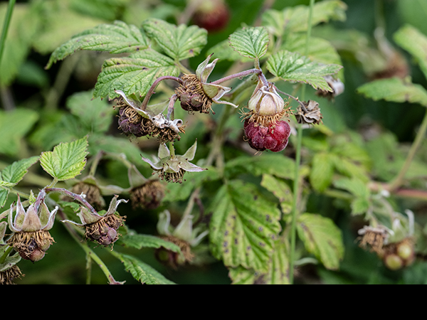 Rubus idaeus, Raspberry