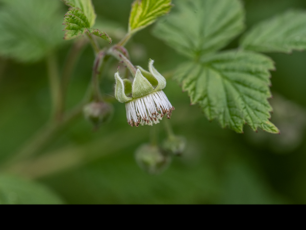 Rubus idaeus, Raspberry