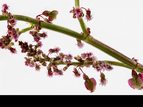 Rumex acetosa, Common Sorrel