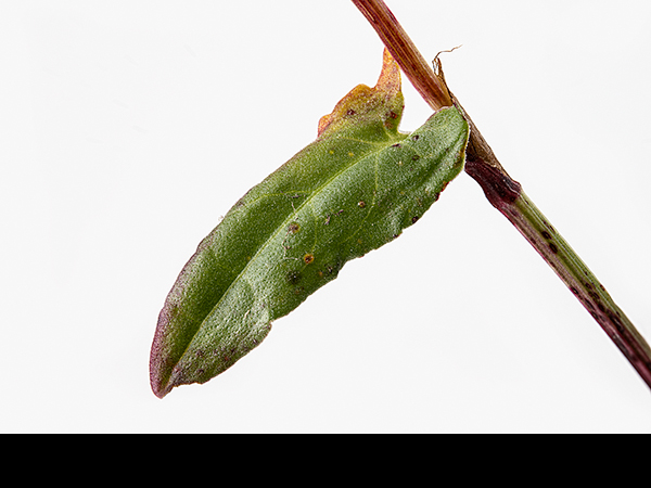 Rumex acetosa, Common Sorrel