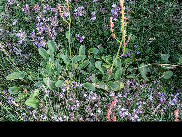 Rumex acetosa, Common Sorrel