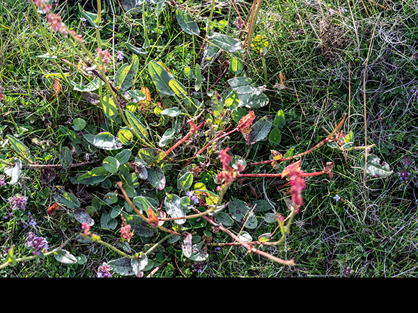 Rumex acetosa, Common Sorrel