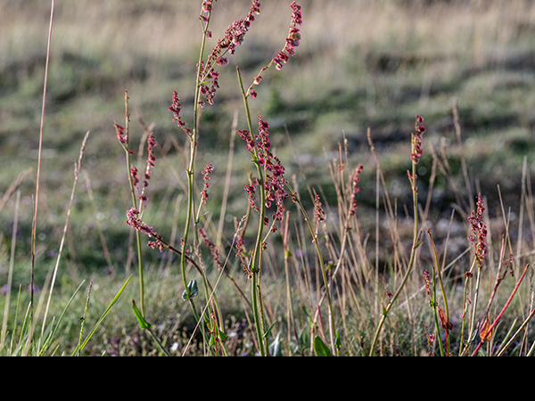 Rumex acetosa, Common Sorrel