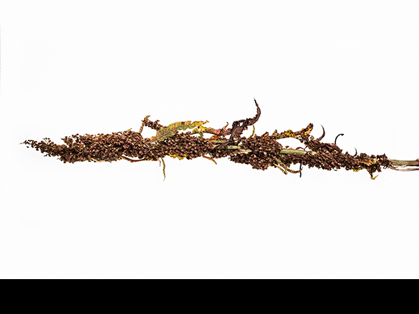 Rumex longifolius, Northern Dock