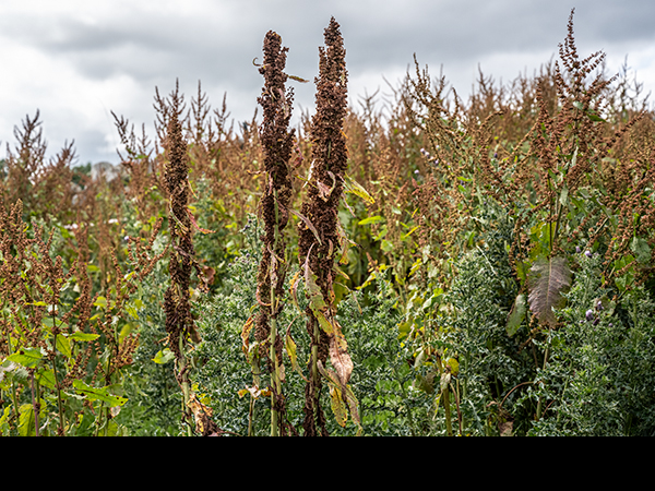 Rumex longifolius, Northern Dock
