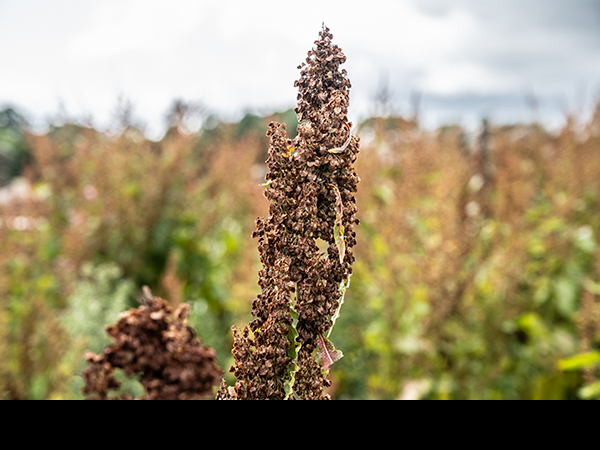 Rumex longifolius, Northern Dock