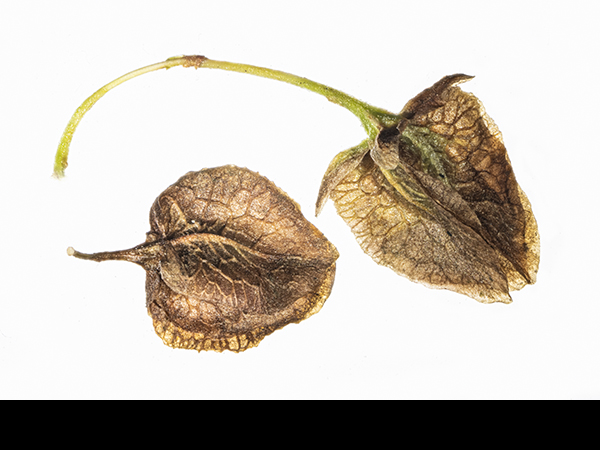 Rumex longifolius, Northern Dock