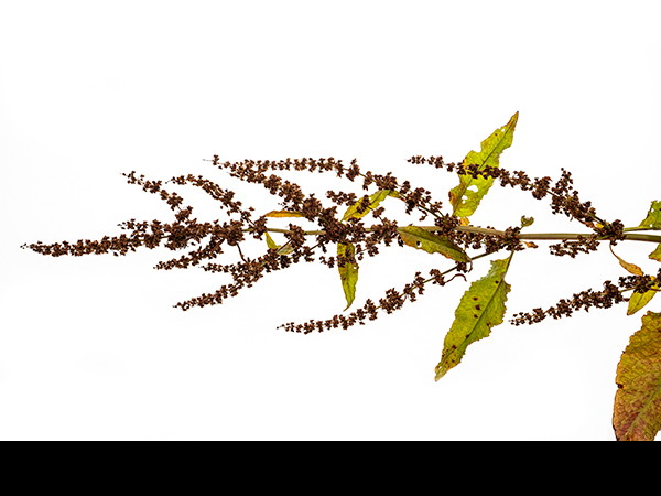 Rumex obtusifolius, Broad-leaved Dock