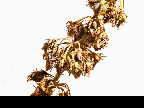 Rumex obtusifolius, Broad-leaved Dock