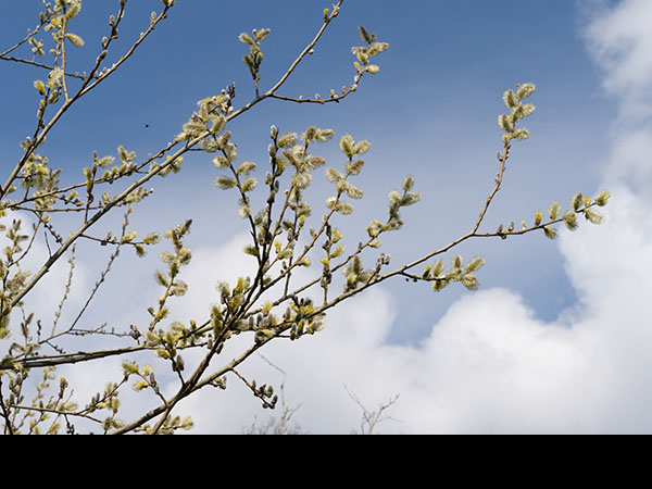 Salix caprea male catkins