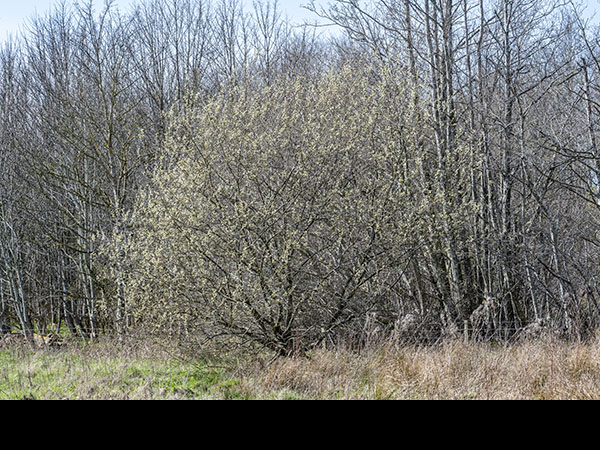 Salix caprea male tree