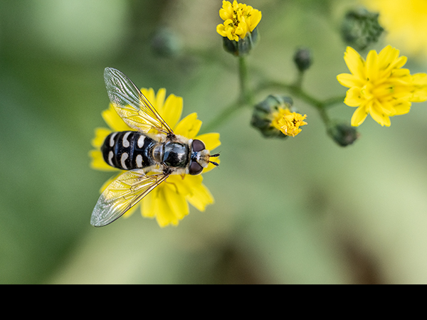 Scaeva pyrastri, Pied Hoverfly