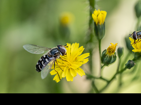 Scaeva pyrastri, Pied Hoverfly