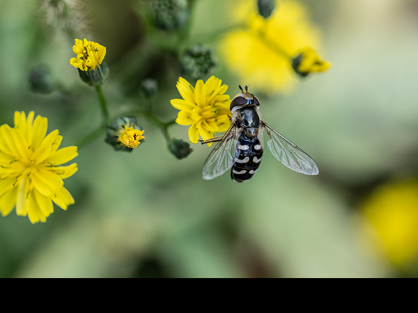 Scaeva pyrastri, Pied Hoverfly