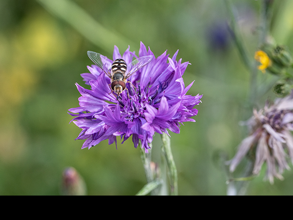 Scaeva pyrastri, Pied Hoverfly