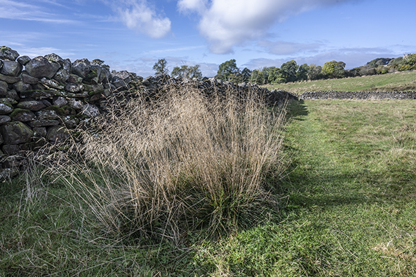 Schedonorus arundinaceus, Tall Fescue