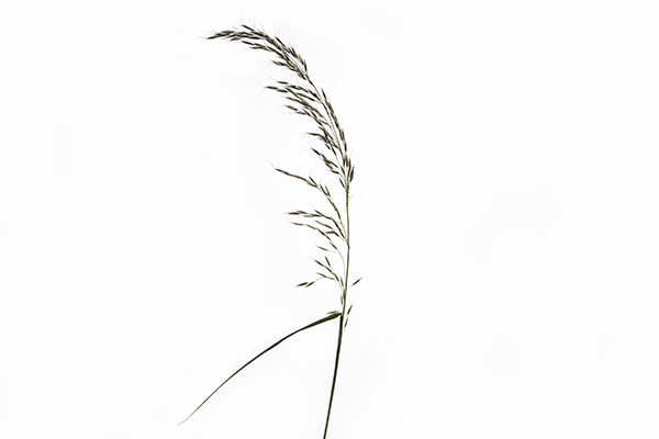 Schedonorus giganteus, Giant Fescue