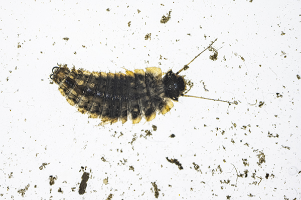 Scirtidae, Marsh Beetle