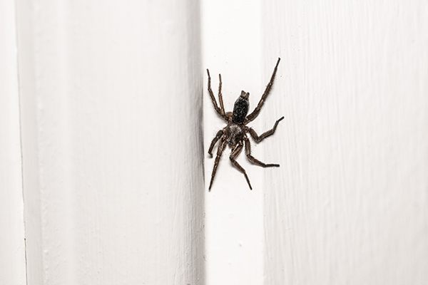 Scotophaeus blackwalli, Mouse Spider