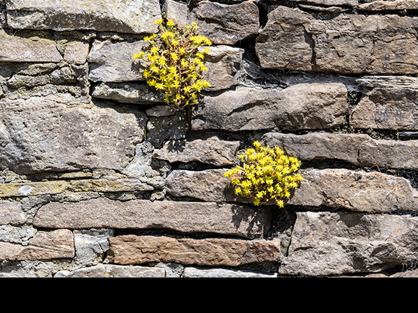 Sedum acre, Biting Stonecrop