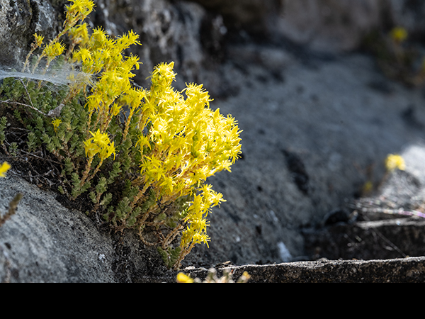 Sedum acre, Biting Stonecrop