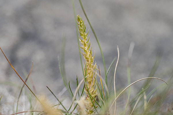 Selaginealla selaginoides, Lesser Clubmoss 