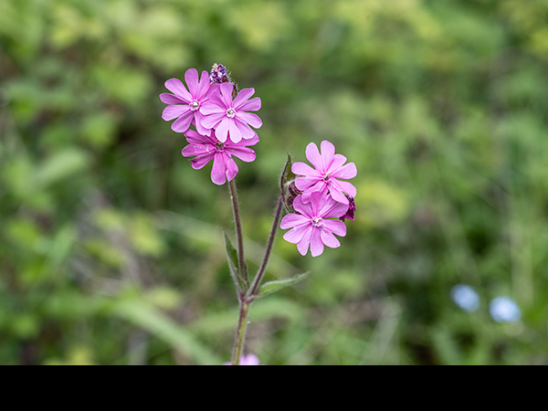Silene dioica, Red Campion