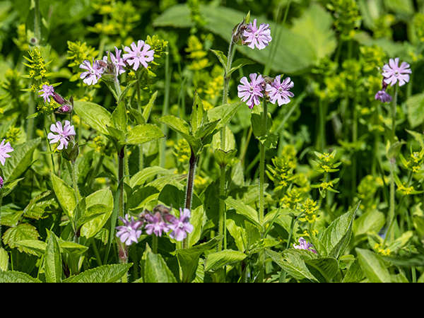 Silene dioica, Red Campion