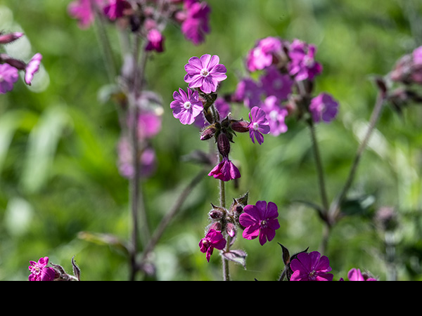 Silene dioica, Red Campion