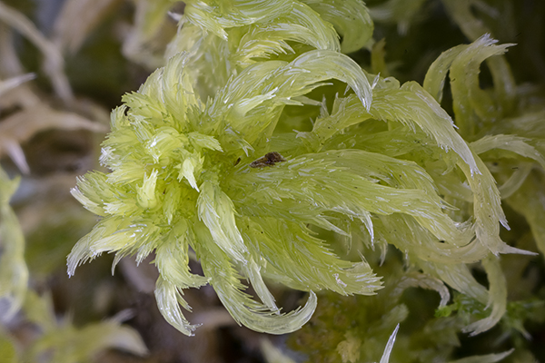 Sphagnum denticulatum, Cow-horn Bog-moss