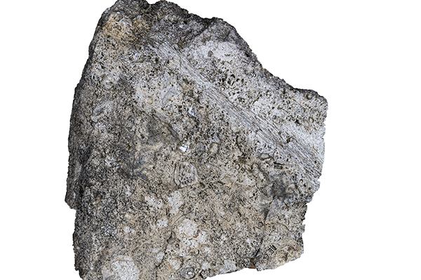 Fossils in limestone