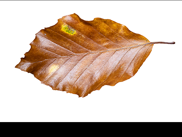 Stigmella tityrella, Small Beech Pigmy Moth