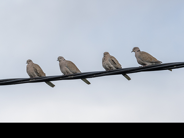 Streptopelia decaocto, Collared dove