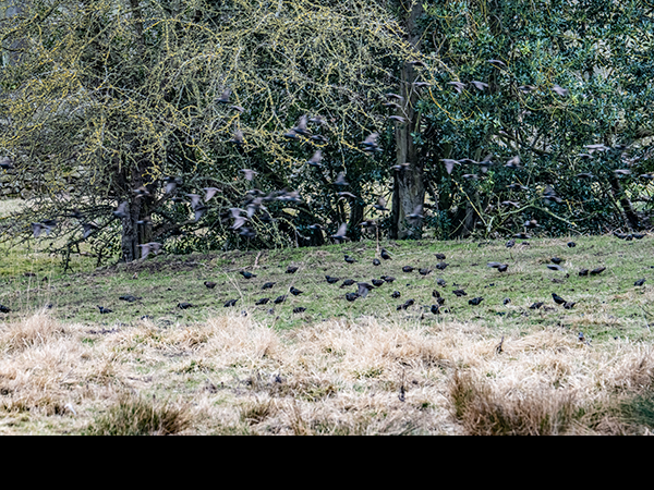 Sturnus vulgaris, Starling