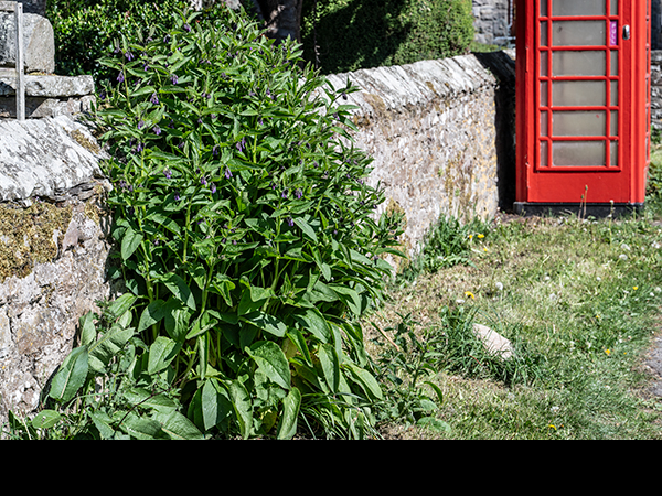 Symphytum  agg, Russian Comfrey