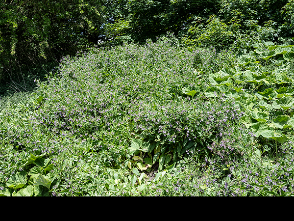 Symphytum  agg, Russian Comfrey