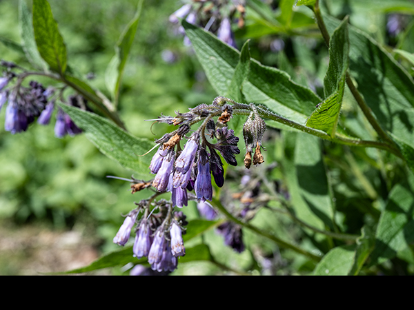 Symphytum  agg, Russian Comfrey