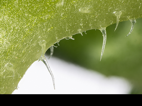 Symphytum  agg, Russian Comfrey